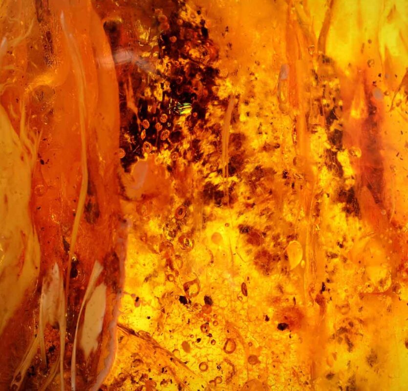 Ambergris, Amber, Ambroxan & Ambrette: What's the Difference in Perfumes?