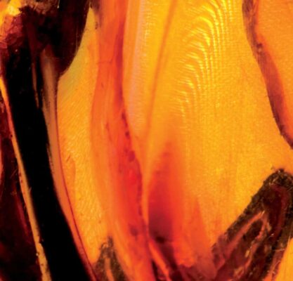 Ambergris, Amber, Ambroxan & Ambrette: What's the Difference in Perfumes?