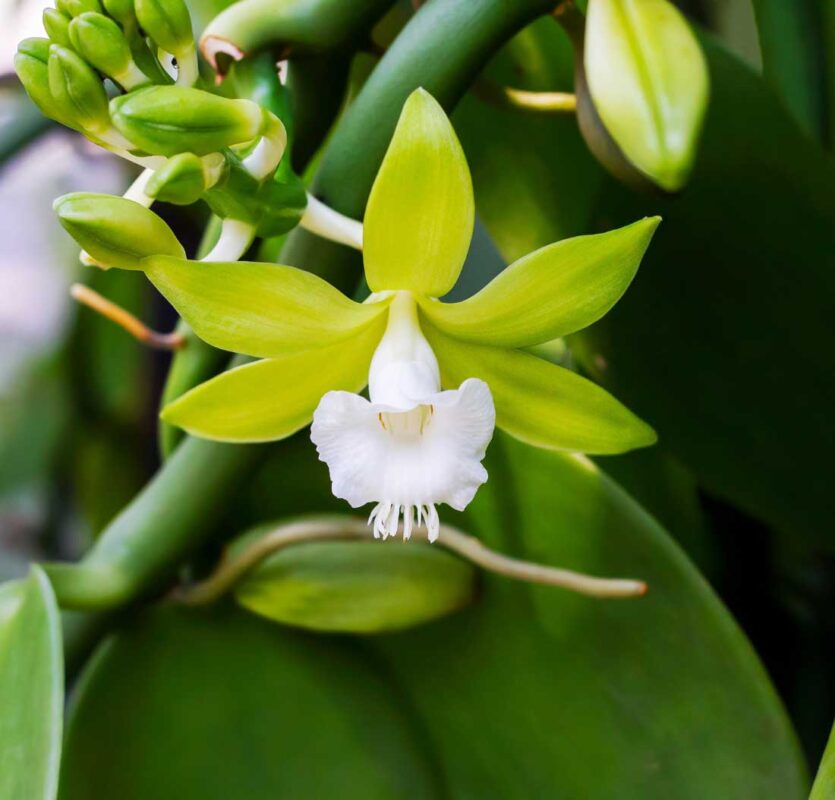 Adorr™ by Camlin Fine Sciences