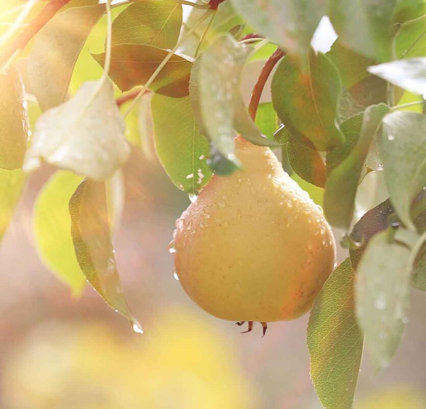 Aromalide™ by CPL Aromas