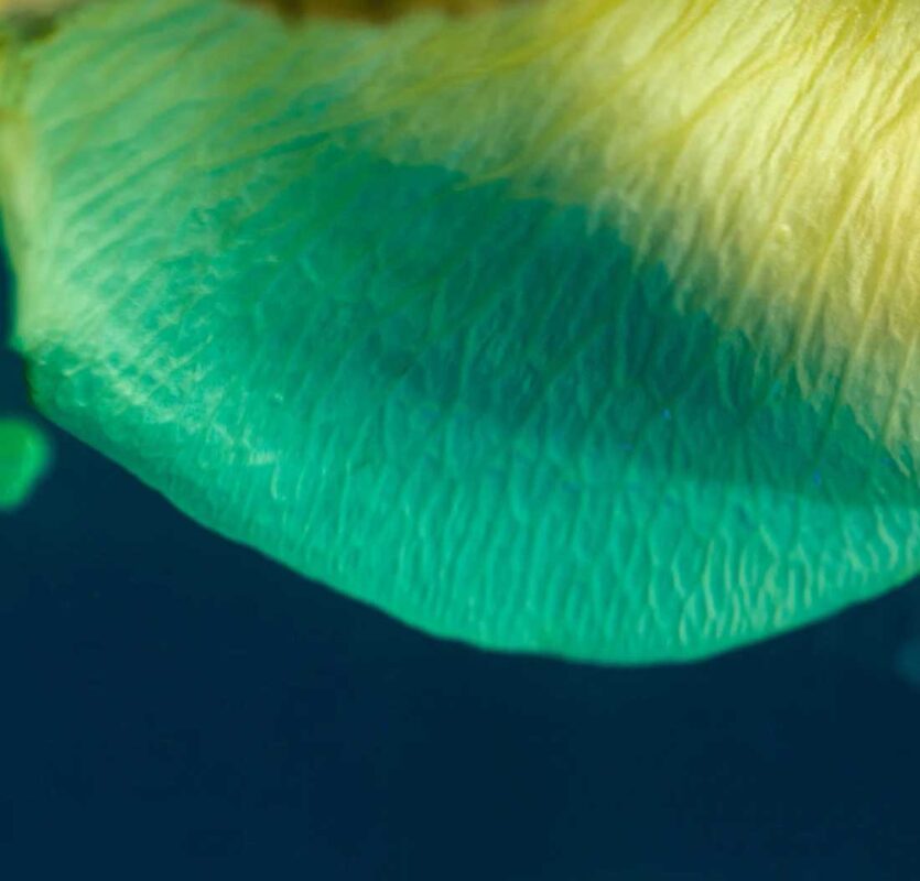 Biomuguet® by Takasago