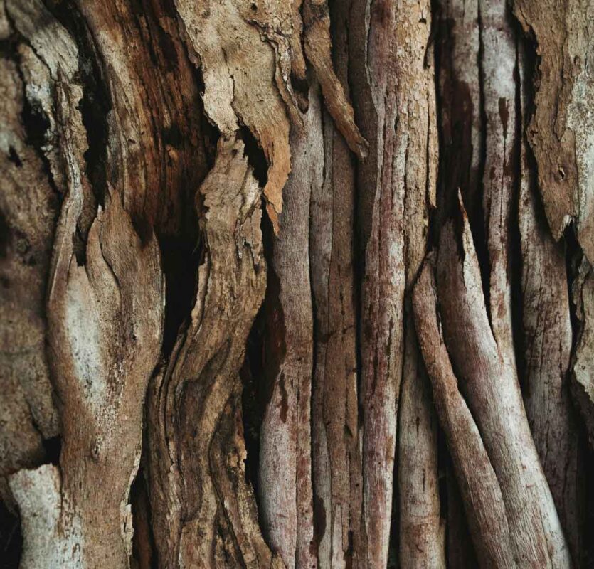 Clearwood® Prisma by dsm-firmenich