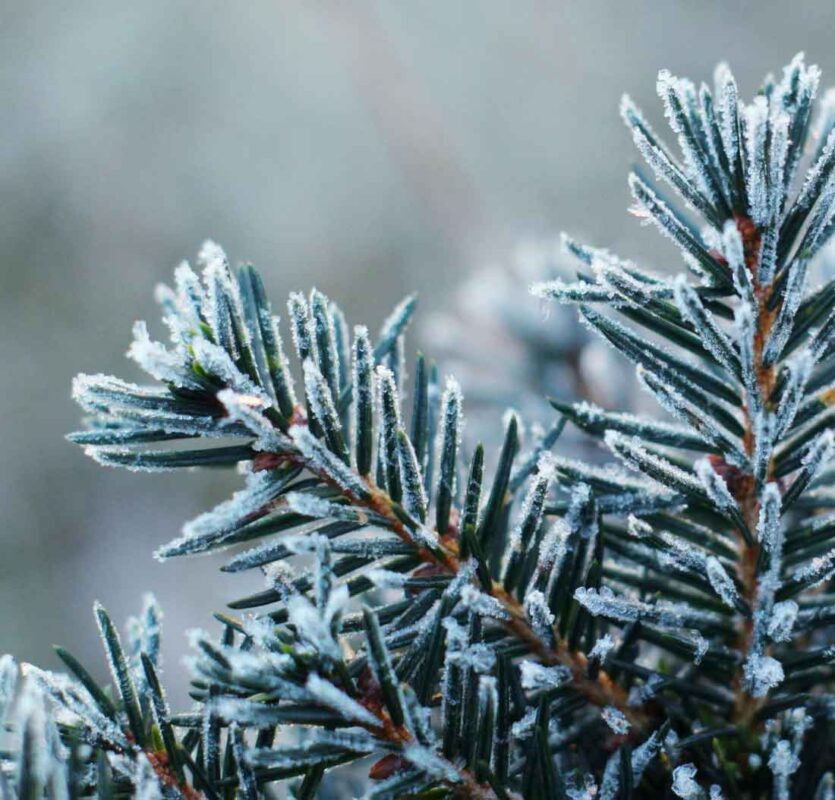 Frostwood by Symrise