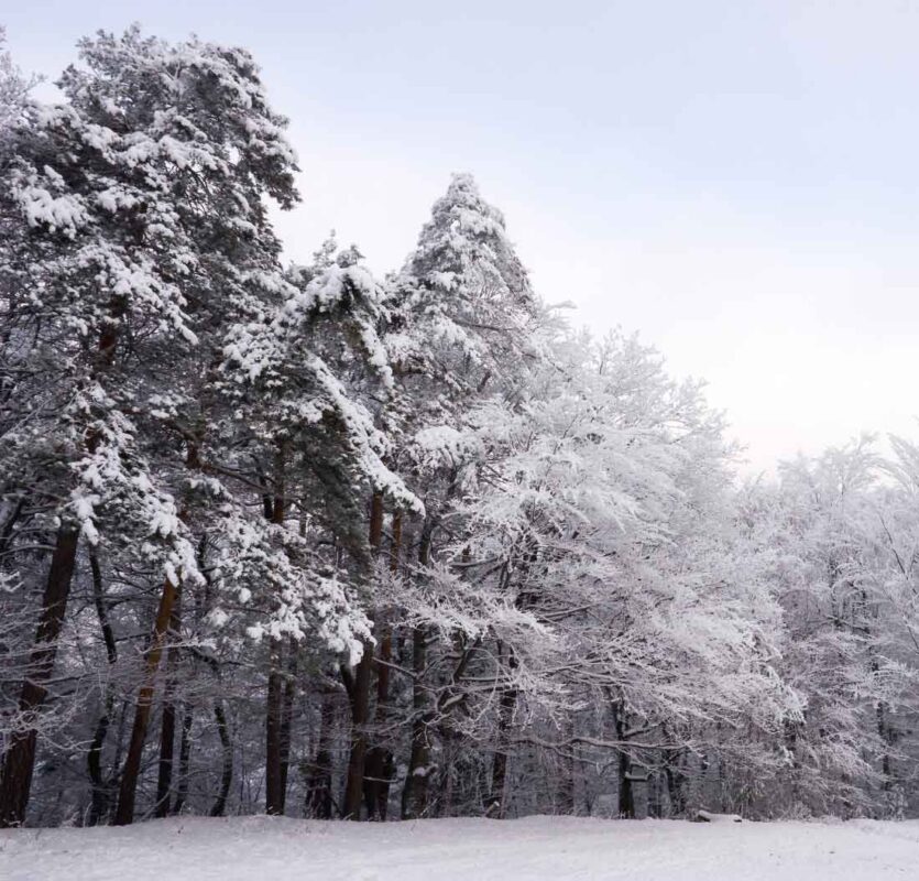 Frostwood by Symrise