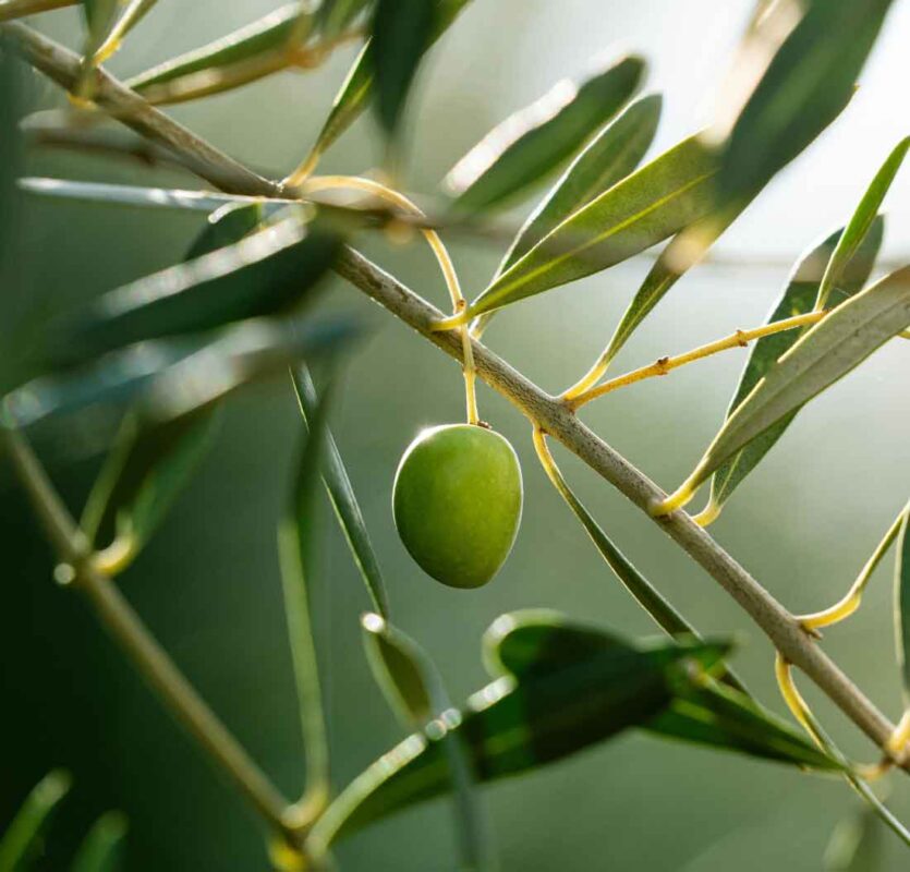 Olivante® Eurofragance