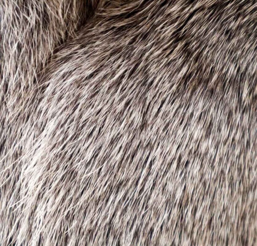 Musky fragrance note